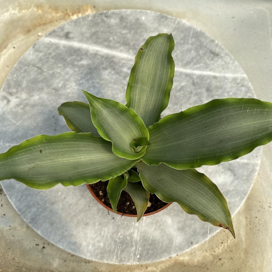 Murdannia loriformis silver