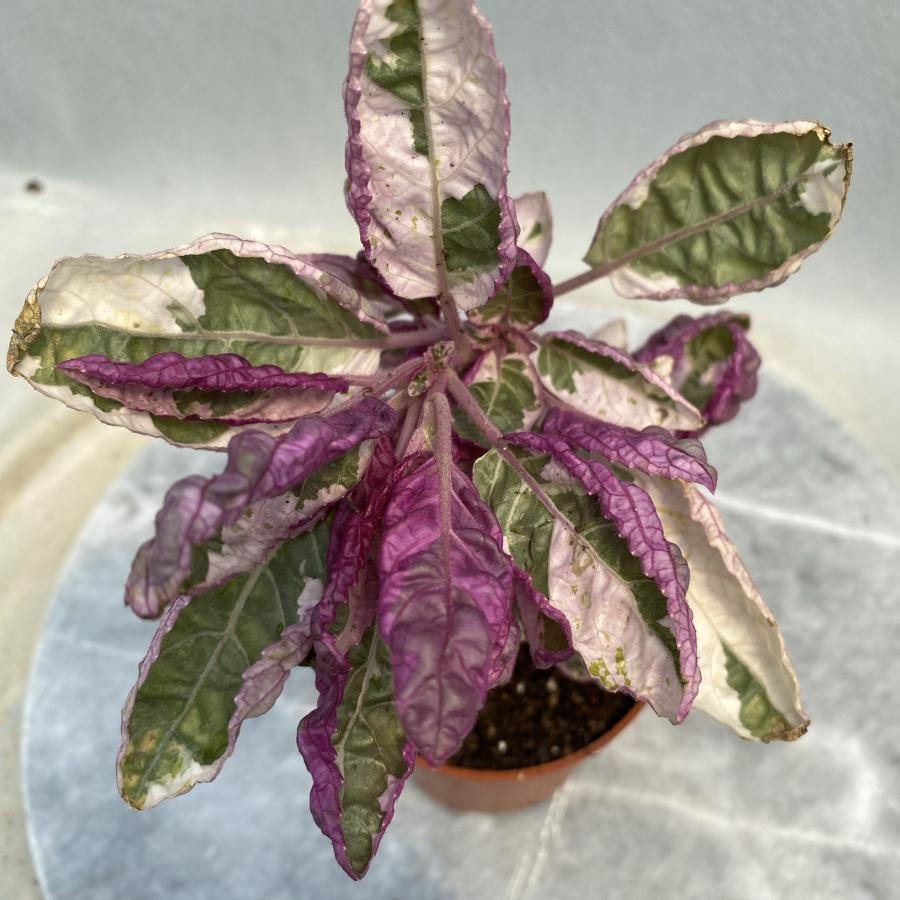 Hemigraphis Alternata
