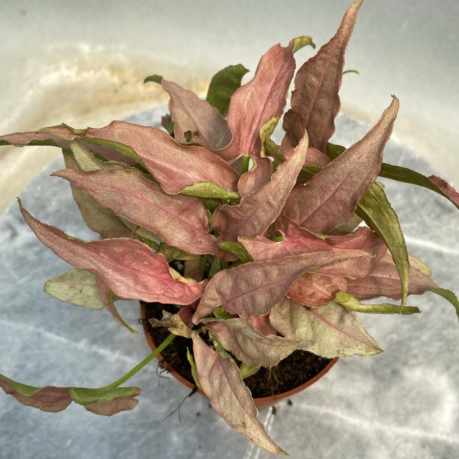 Syngonium Podophyllum