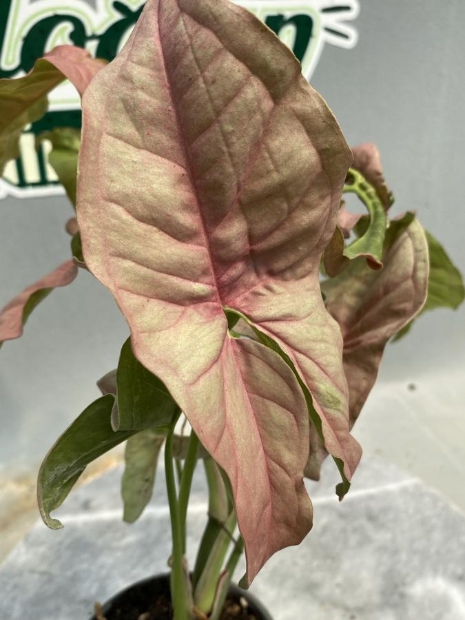 Syngonium Neon