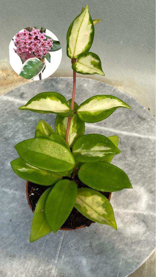 Hoya Cornosa Tricolor Özel Mum çiçeği