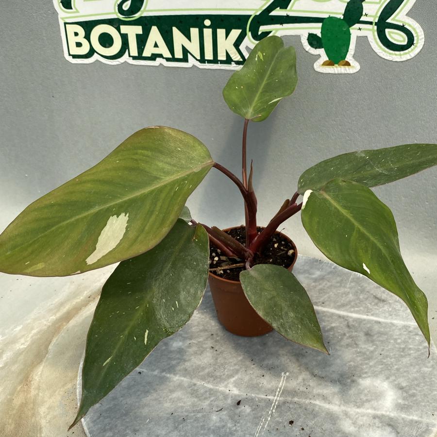 Philodendron Pink
