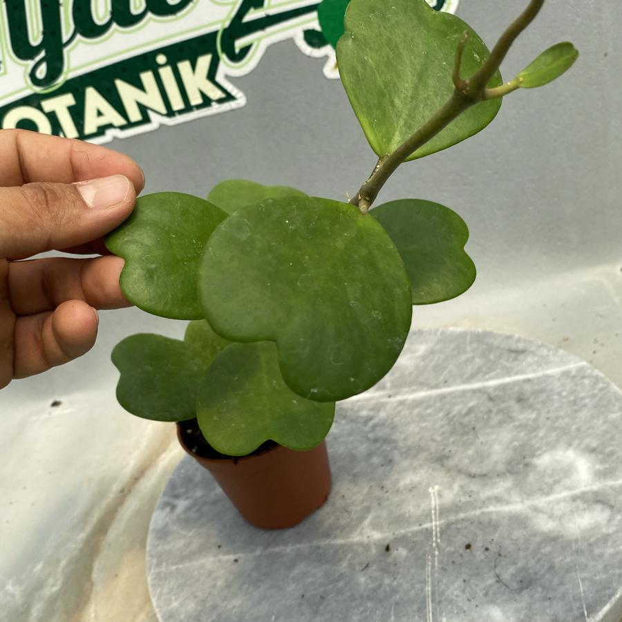 Kalp yapraklı mum çiçeği ( hoya kerri )