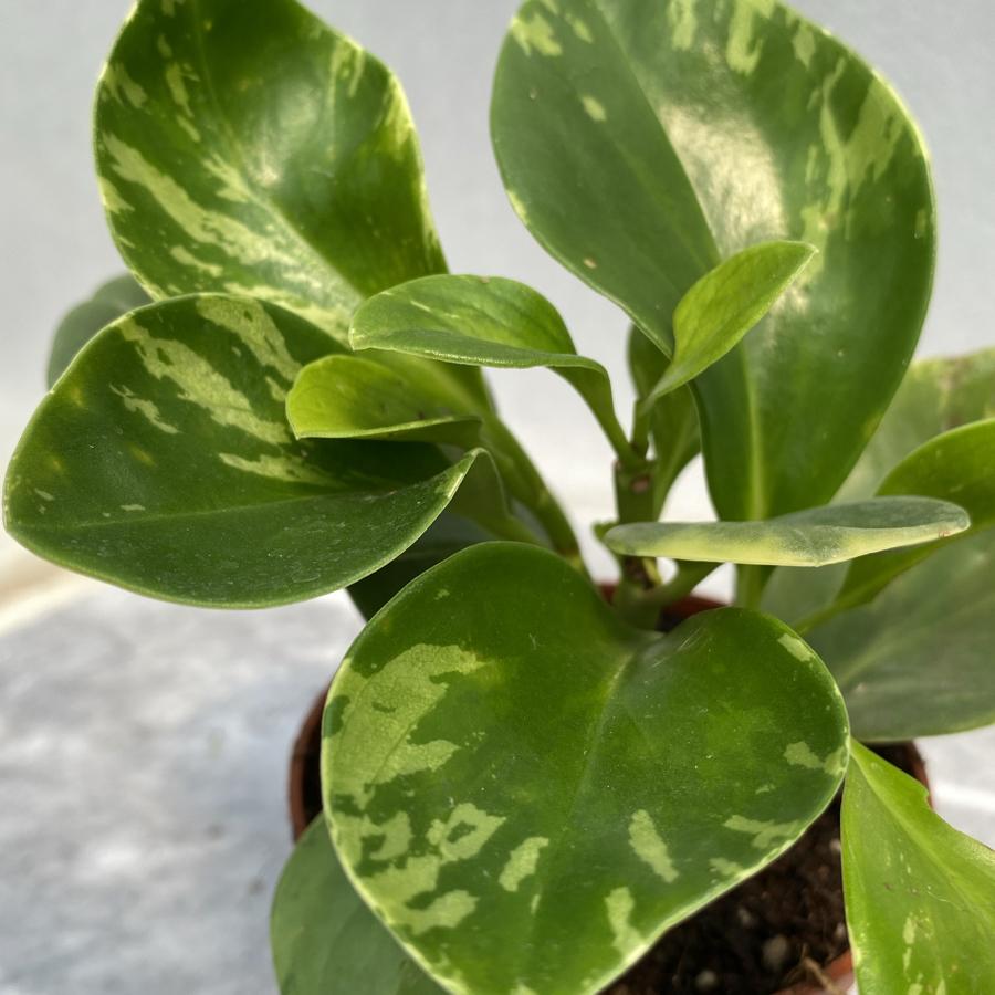 Peperomia