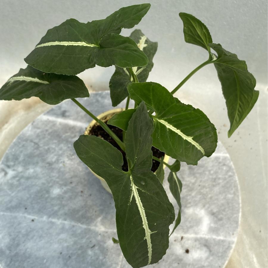 Syngonium Wendlandii