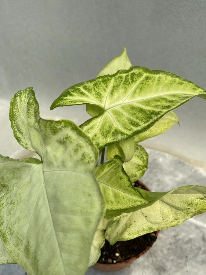 Syngonium Melek Kanadı