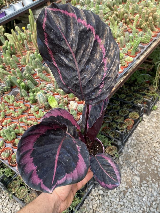 Dua Çiçeği Calathea Roseopicta