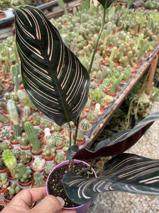 Dua Çiçeği Calathea Ornata