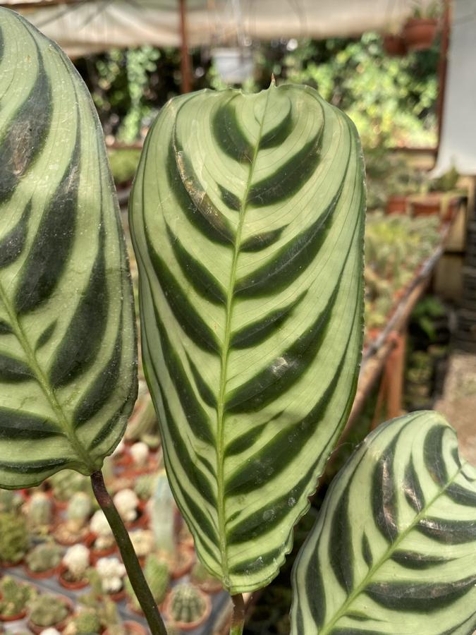 Dua çiçeği Calathea Ctenante Burle Marxii