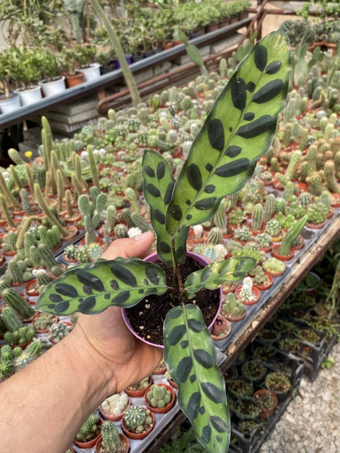 Calathea Lancifolia Dua Çiçeği