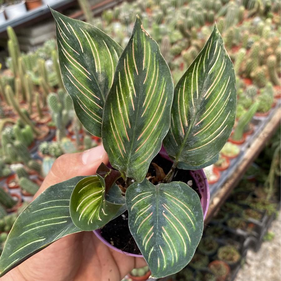 Dua Çiçeği Calathea