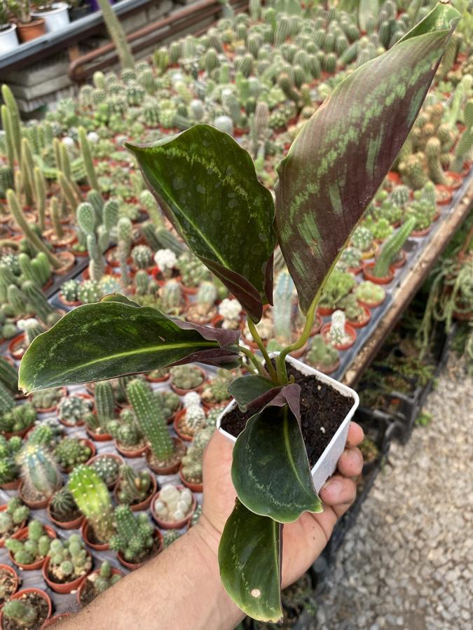Calathea Dua Çiçeği