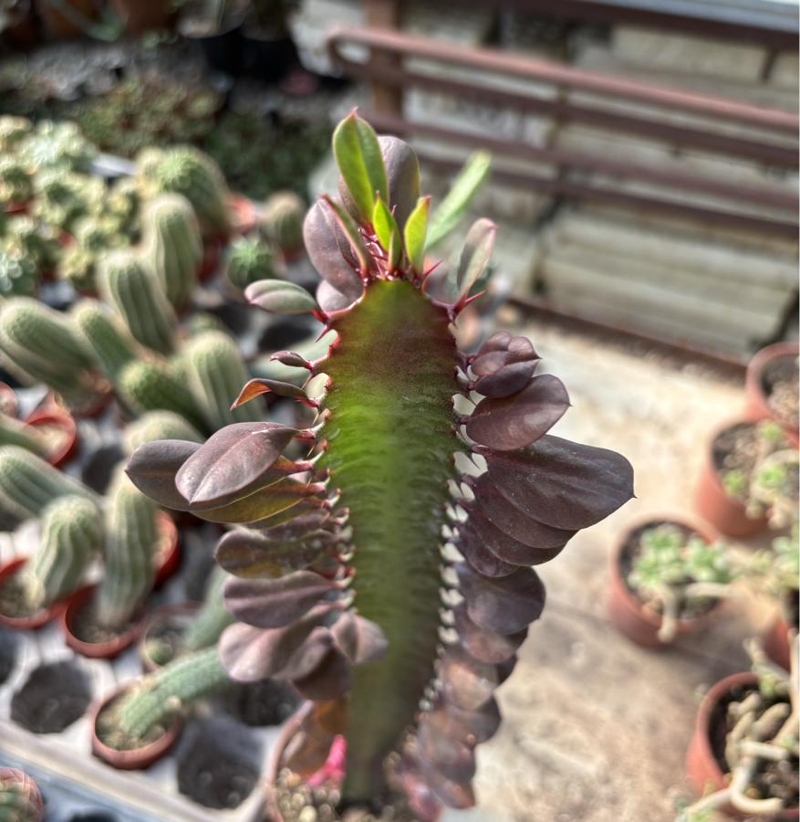 Süt Ağacı Kaktüsü Bordo