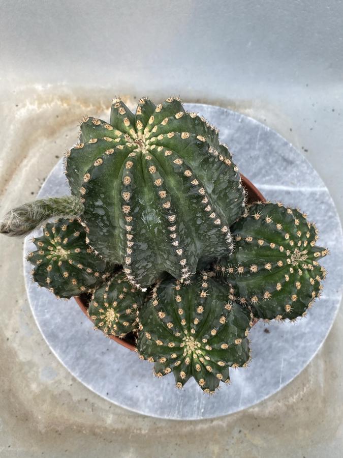 15cm saksıda echinopsis hibrit
