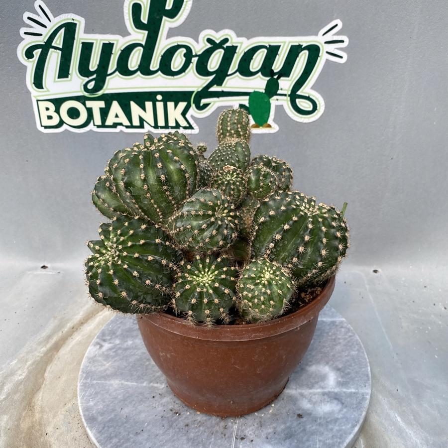 Echinopsis Hibrit Büyük Boy