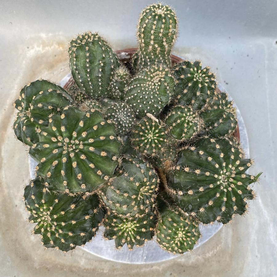 Echinopsis Hibrit BÜyük boy