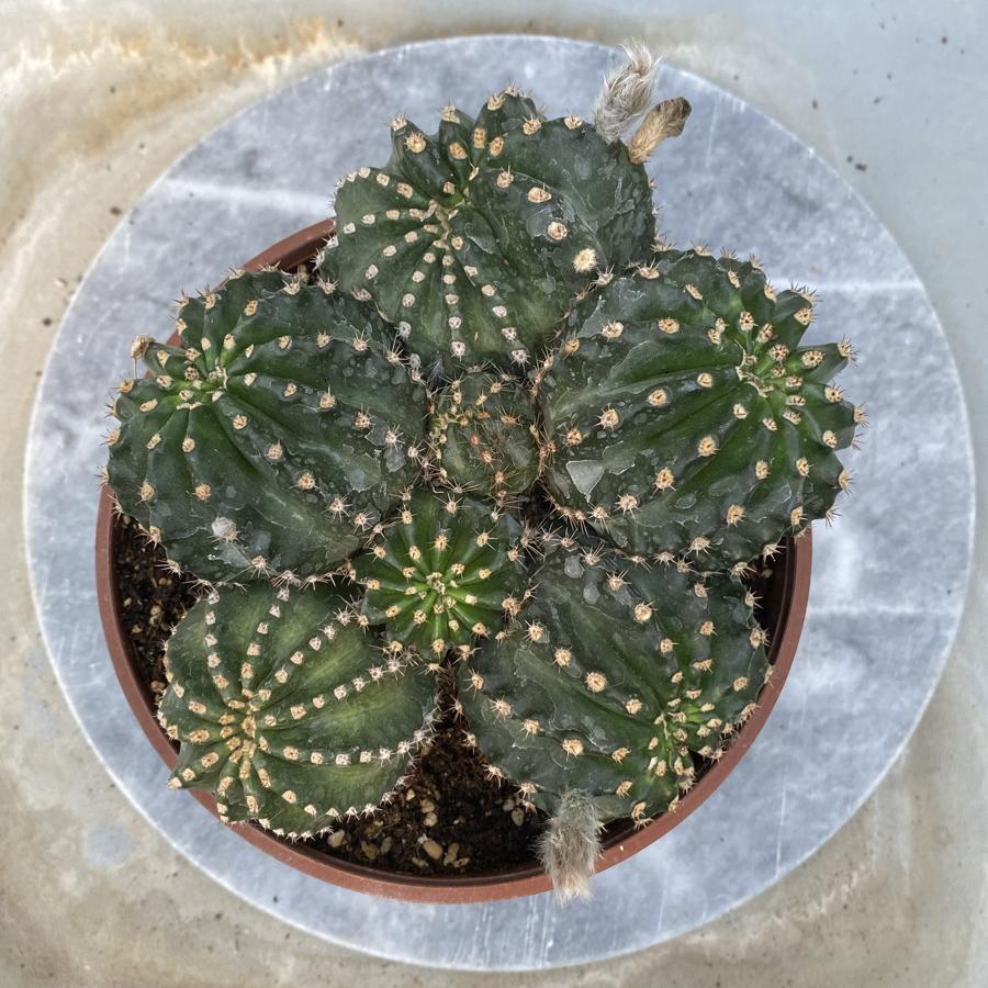 Echinopsis Hibrit litrelik saksı