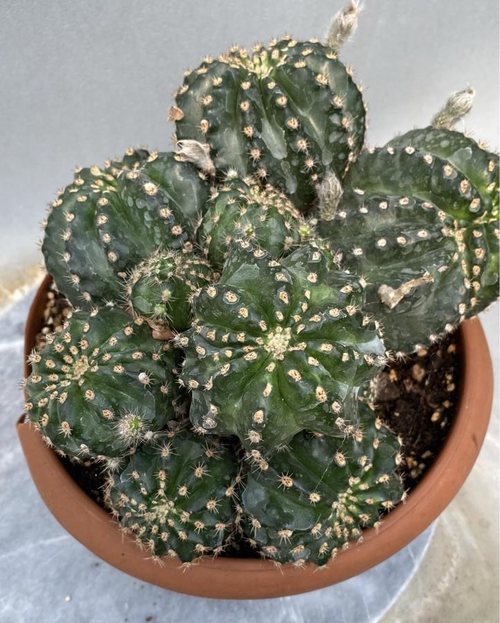 Echinopsis Hibrit Litrelik Saksı