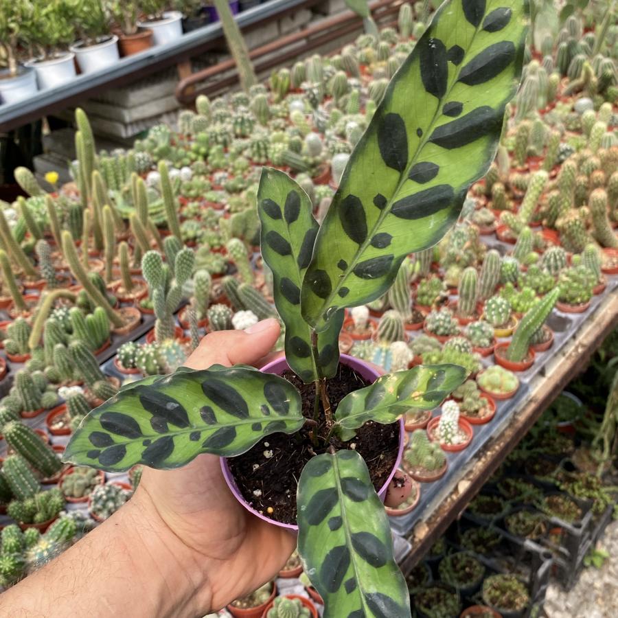 Calathea Lancifolia