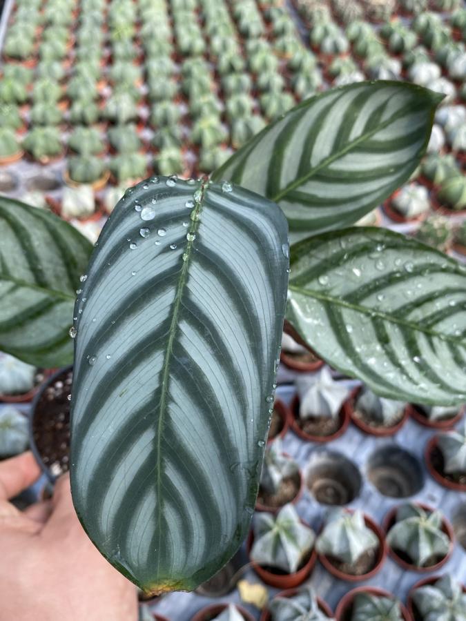 Calathea Anulque