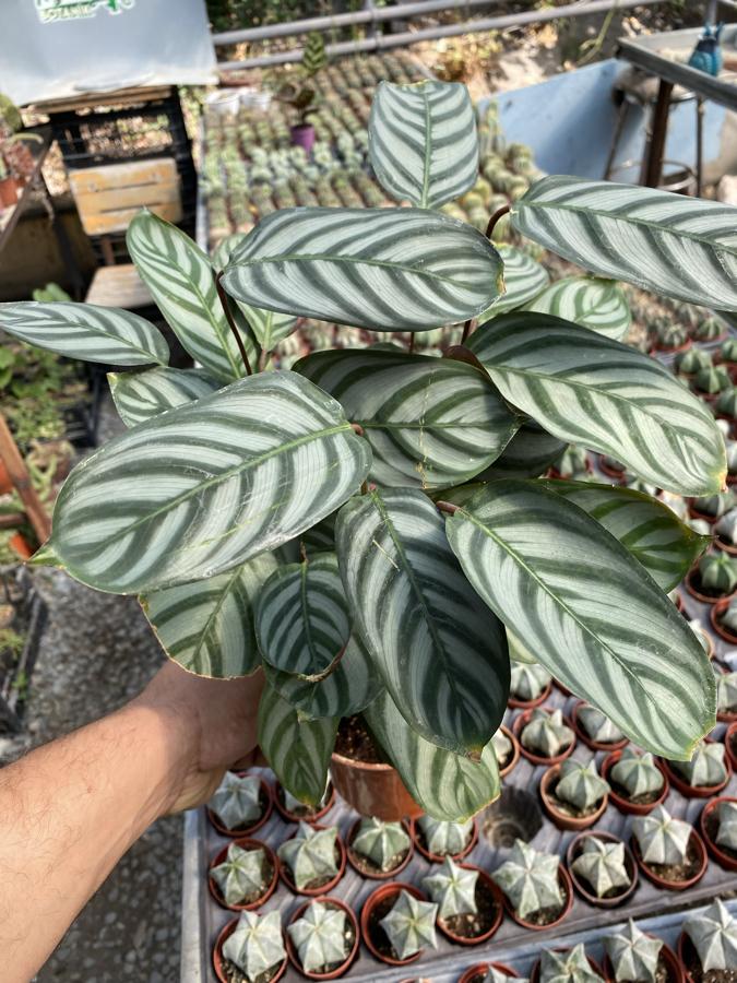 Calathea Anulque