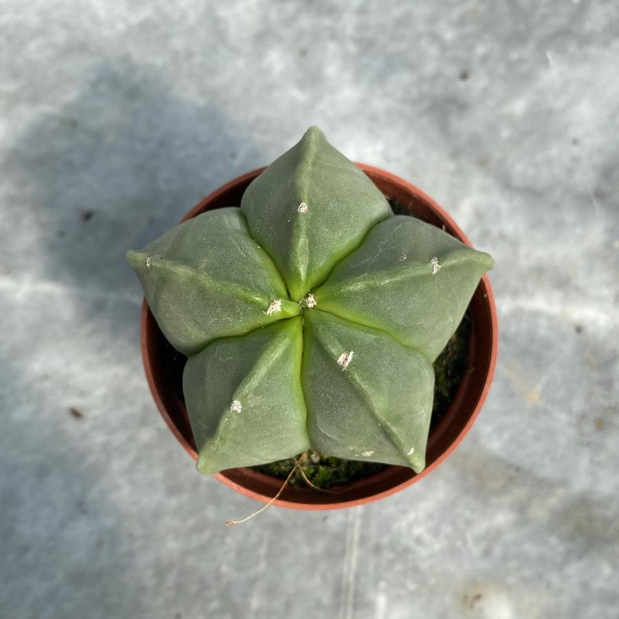 Astrophytum Myriostigma