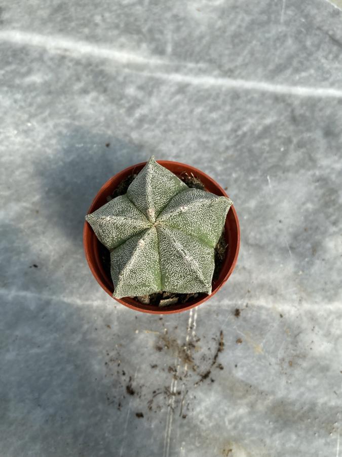 Astrophytum Myriostigma