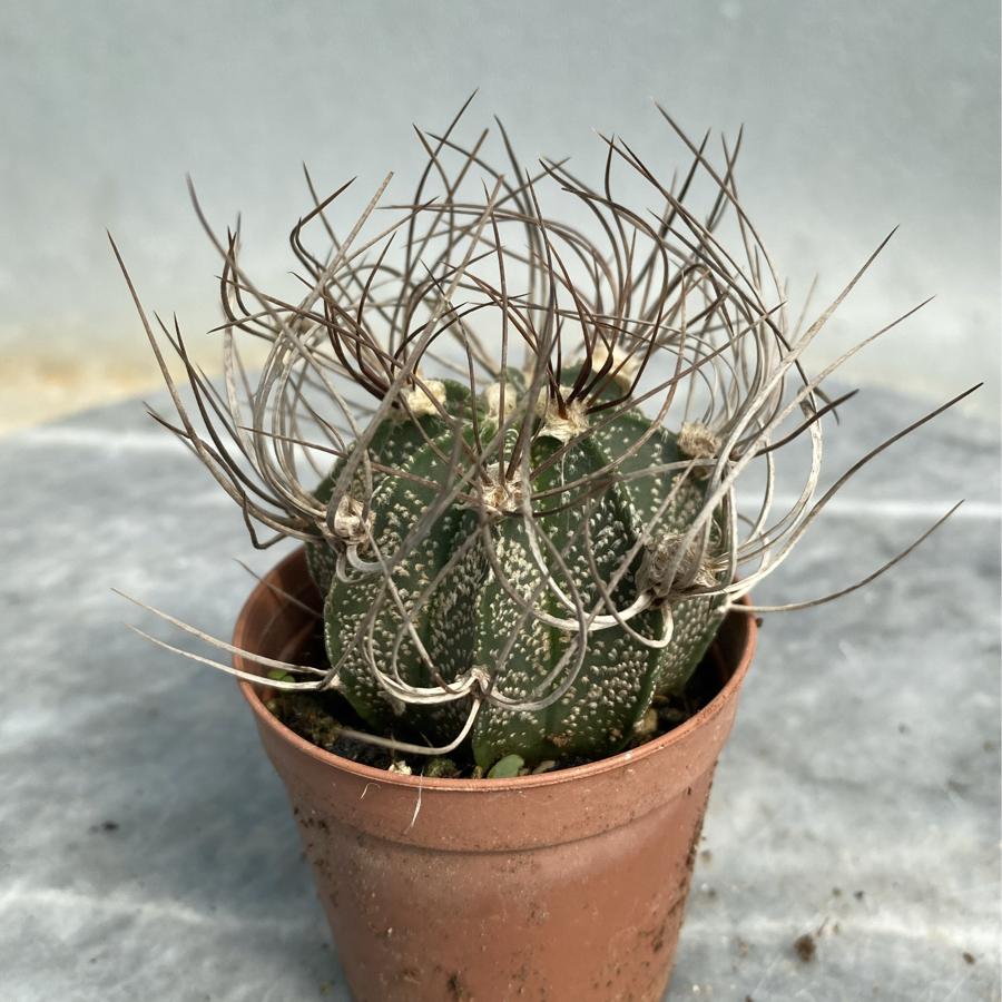 🌵 Astrophytum capricorne – Keçi Boynuzlu Yıldız Kaktüs