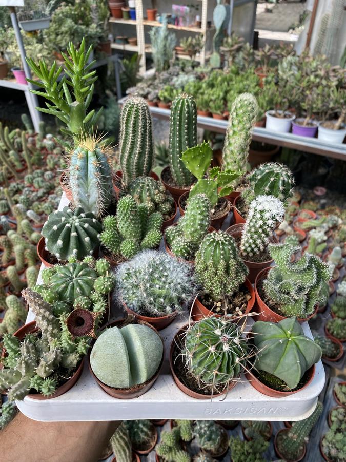 20li kaktüs set 🌵