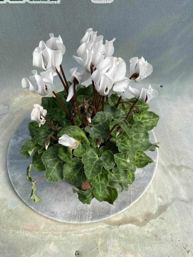 Beyaz Cyclamen (sıklamen)