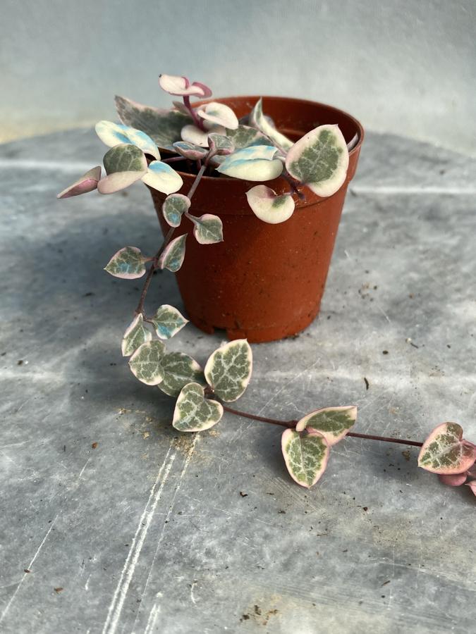 Pembe Kalp Kalbe Karşı