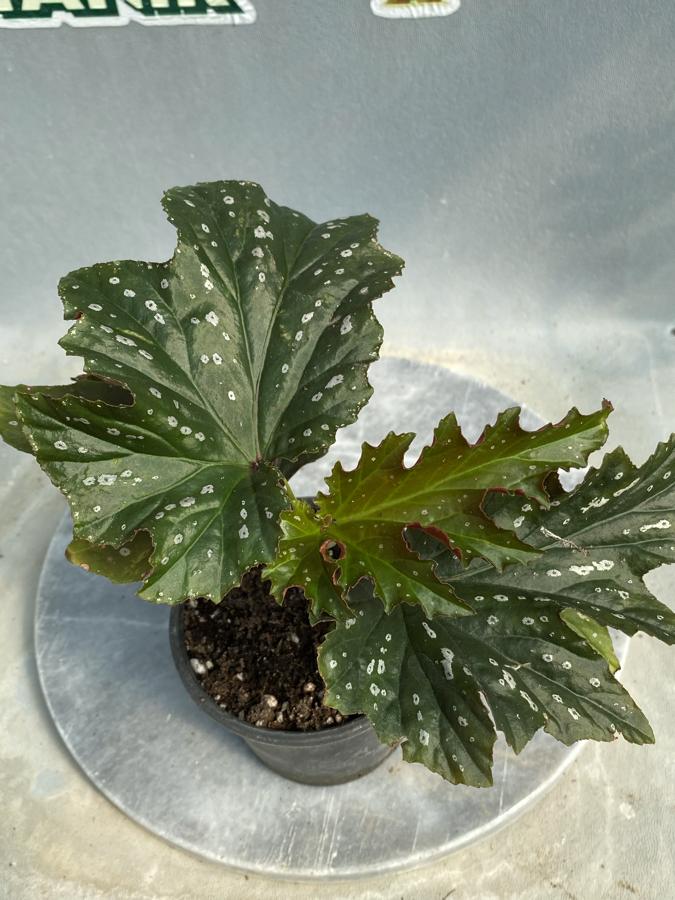 Çınar Yapraklı Begonya