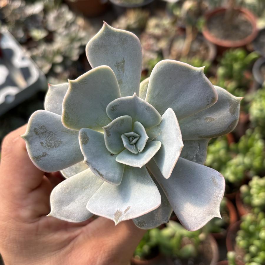 Echeveria