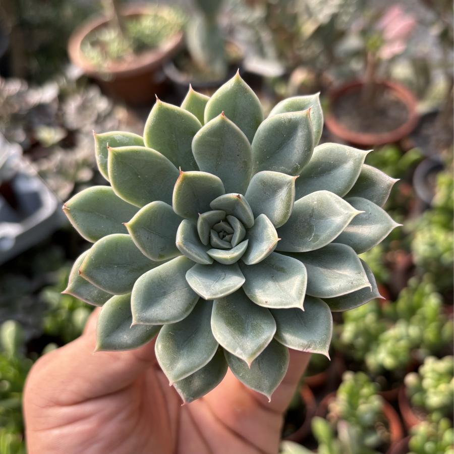 Echeveria