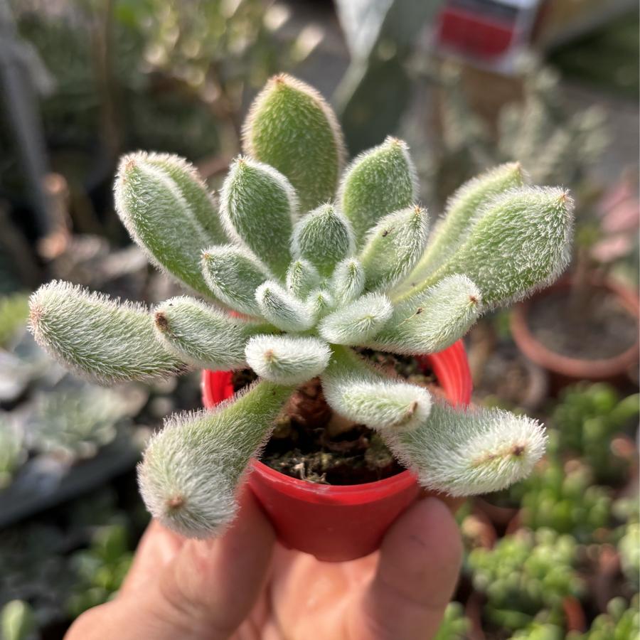 Echeveria Setusa Tüylü Sukulent