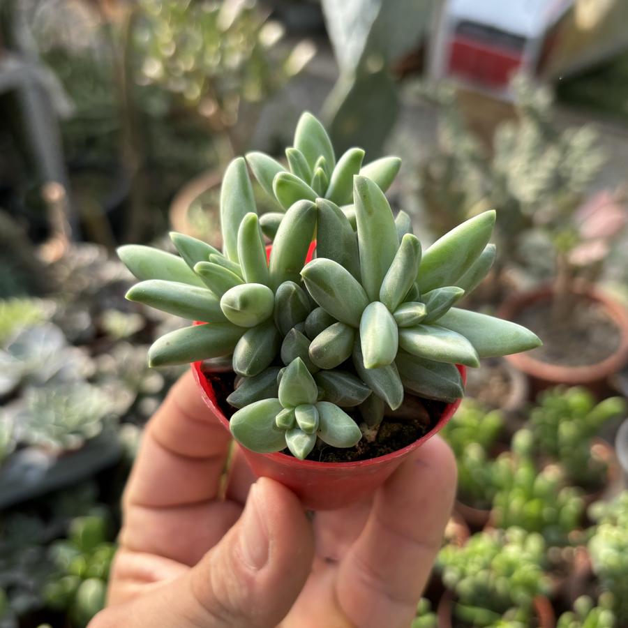 Pachyputum Compactum