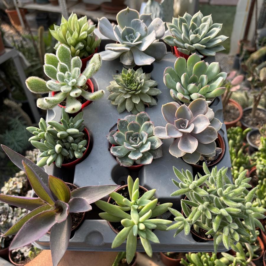12li Sukulent Seti
