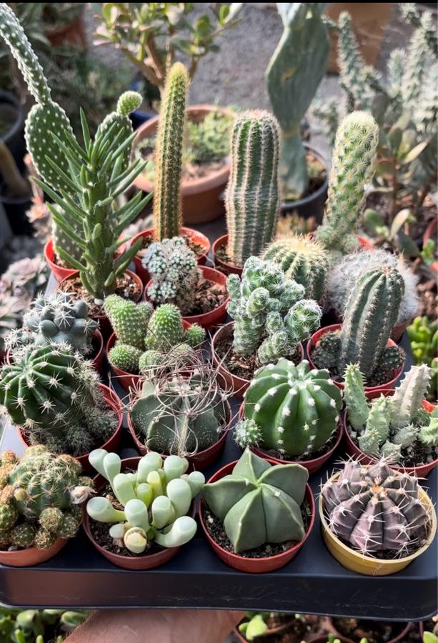 20 farklı kaktüs seti