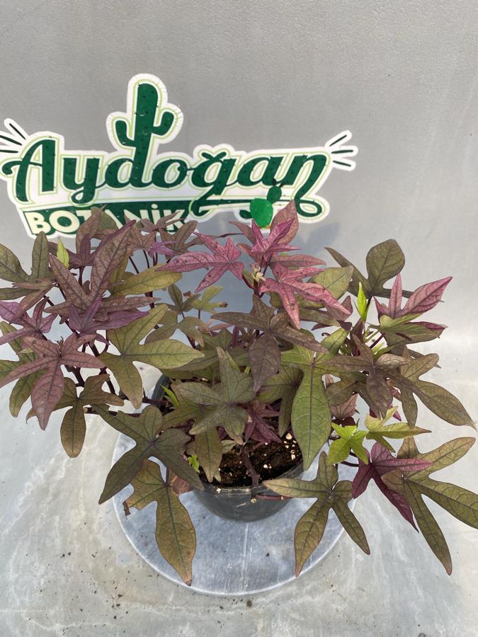 İpompea Batatas (Süs Patates Sarmaşığı)