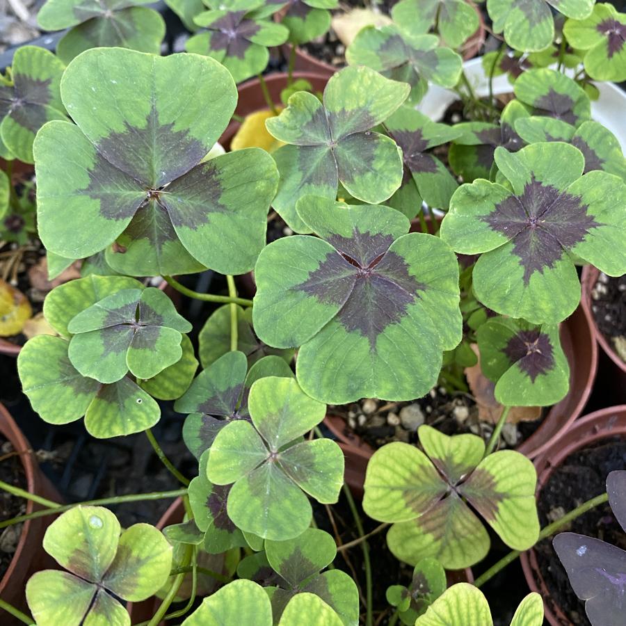 Oxsalis Tetraphylla Süs Yoncası