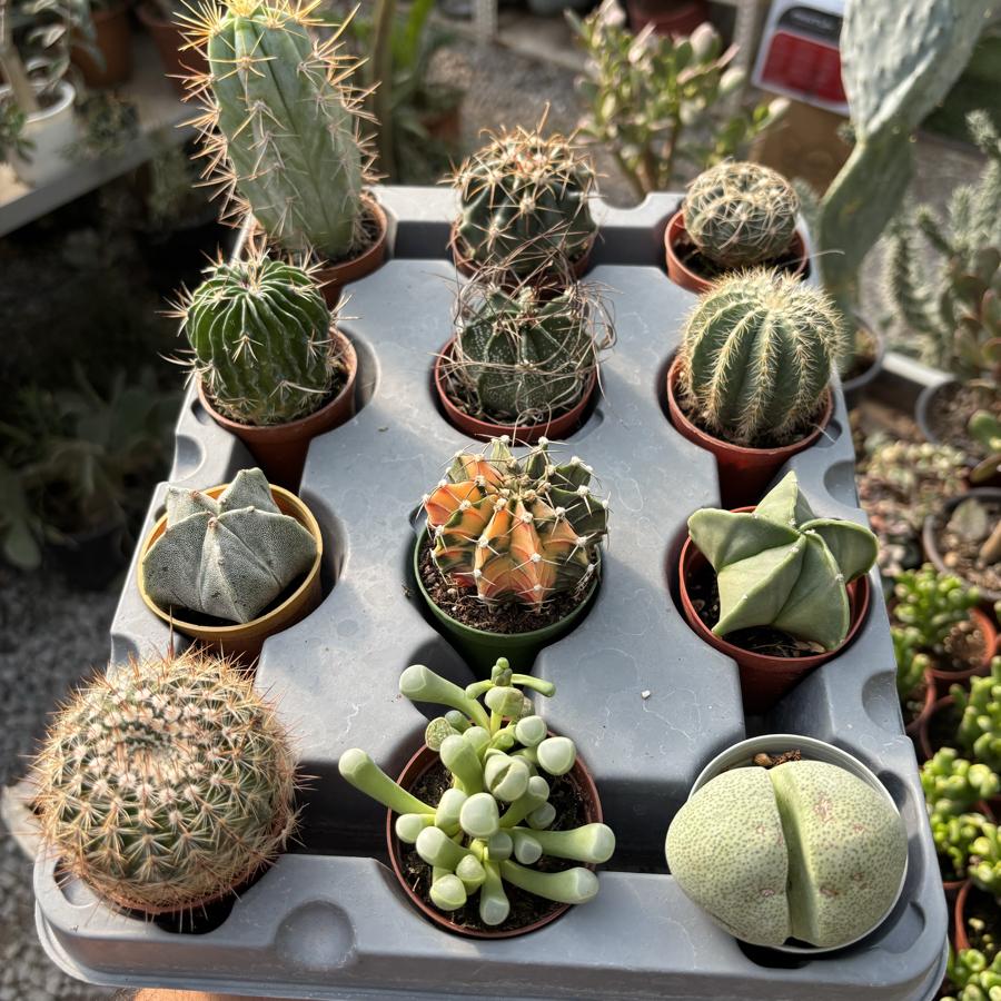 12li özel tür kaktüs seti