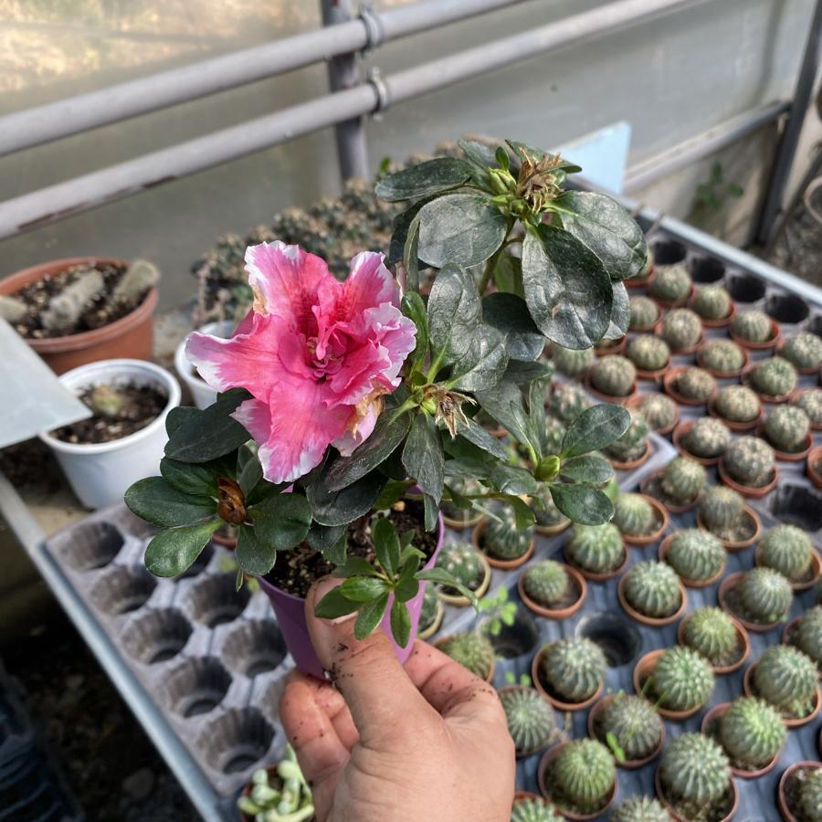 İndirim!! 3 Adet Açelya