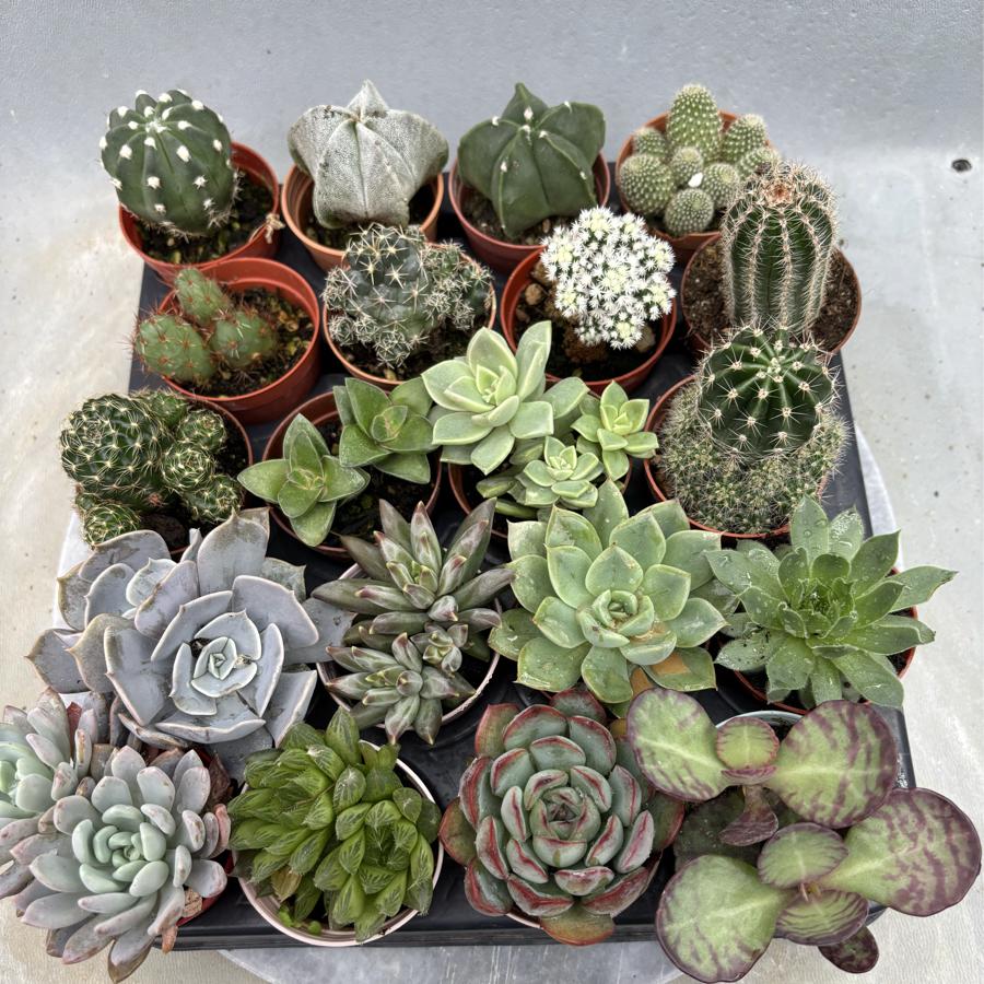 🌵 10 Kaktüs + 🌿 10 Sukulent Seti