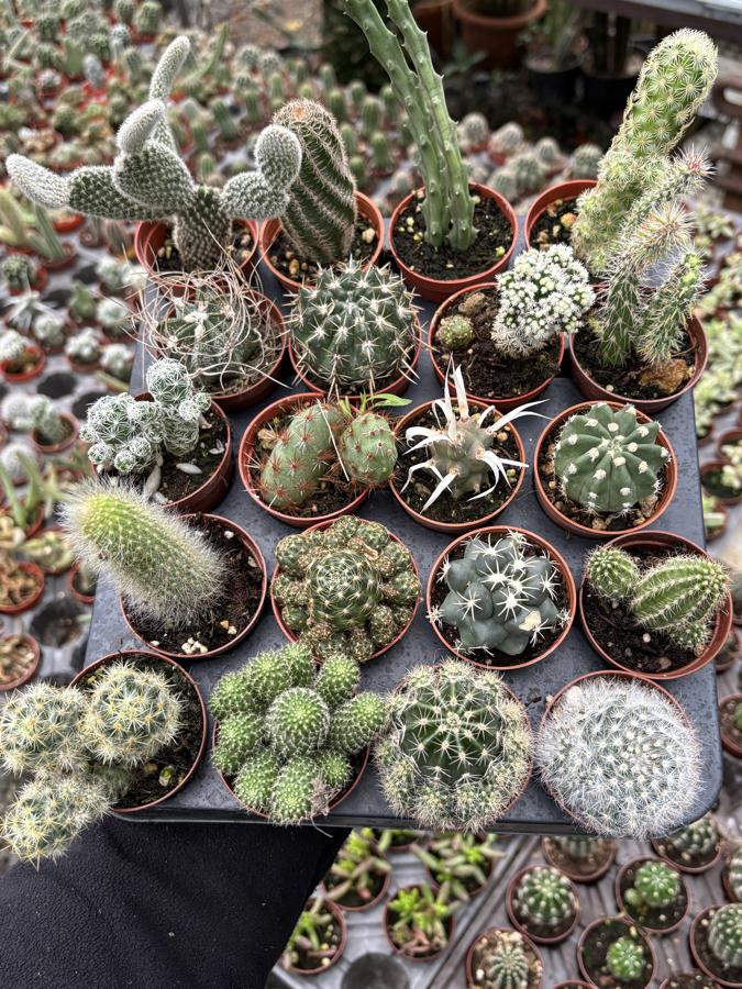 20li Kaktüs Set 🌵