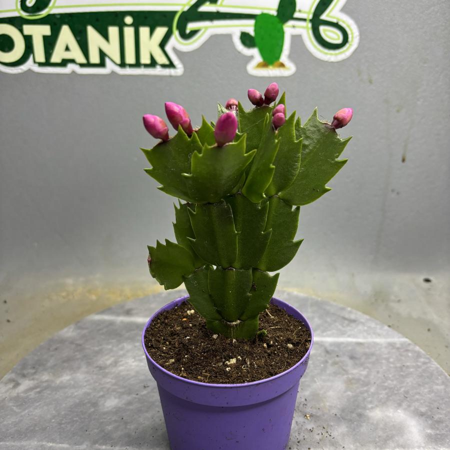 🎄 Yılbaşı Çiçeği – Schlumbergera Pembe Çiçekli
