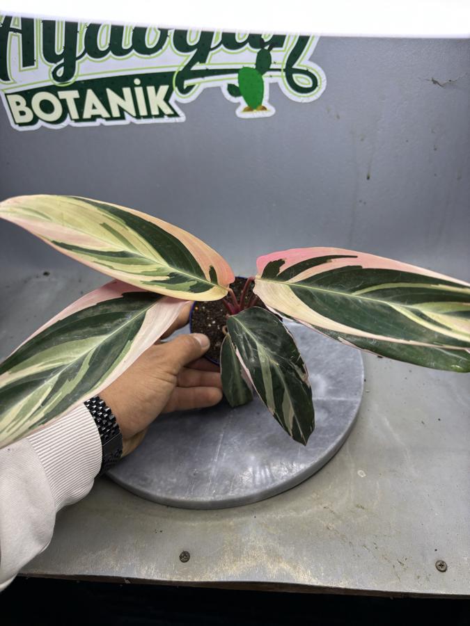 Calathea Triostar Dua Çiçeği