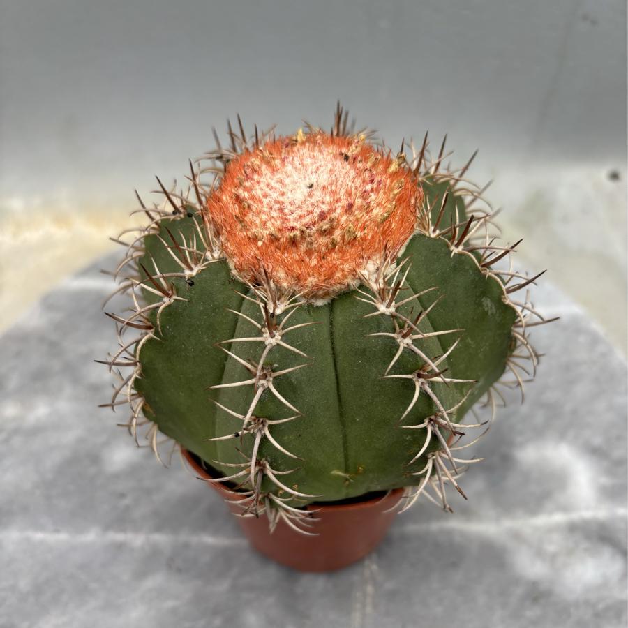 🌵 Melocactus Matanzanus