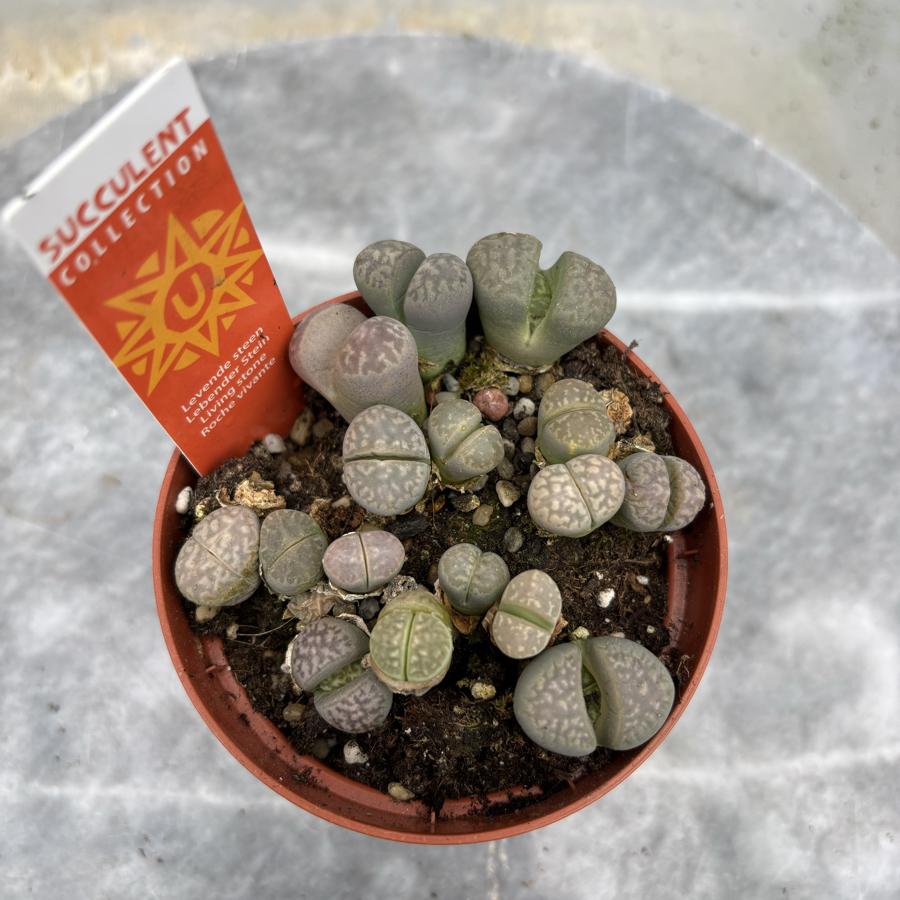 Lihops Yaşayan Taş 8,5cm saksı