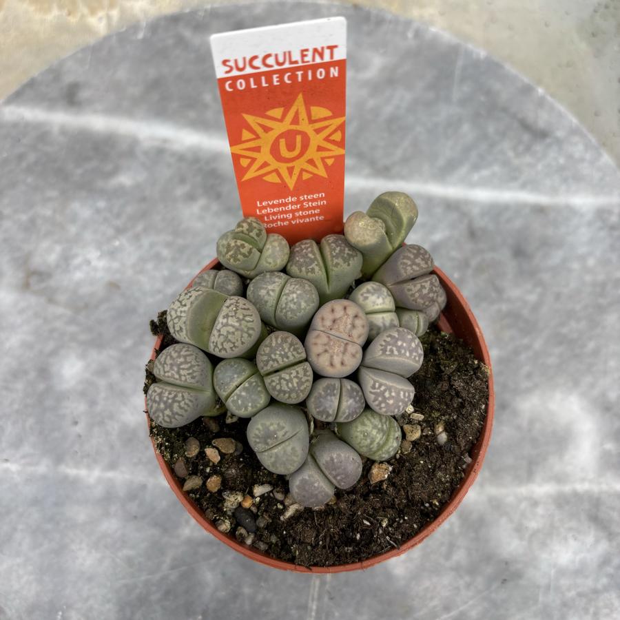 Lithops Yaşayan Taş 8,5cm saksı