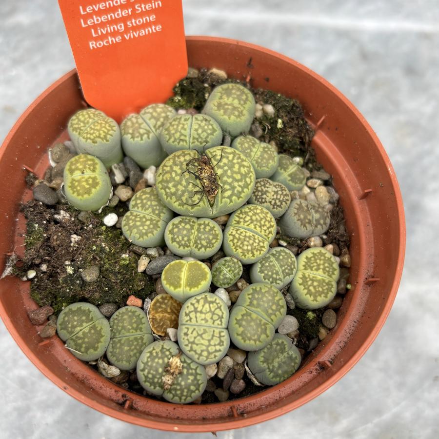 Lithops Yaşayan Taş 8.5cm Saksı